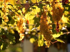 Vinprovning i Helsingborg