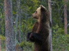 Björnskådning Gävleborgslän
