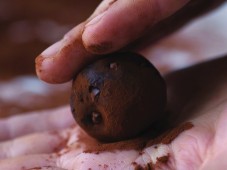 Hur smakar egentligen en äkta kakaoböna?