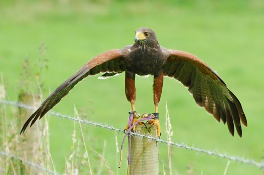 Falkeneringsäventyr för två i Wicklow