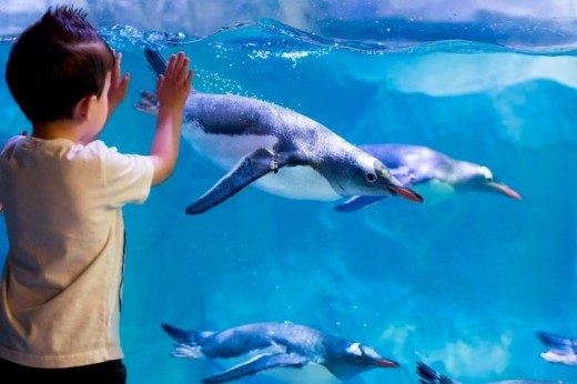 Visite de l'Aquarium SEA LIFE - Paris (77)