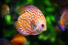 Visite de l'Aquarium SEA LIFE - Paris (77)