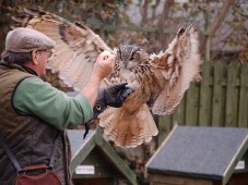 Privat falkeneringsäventyr för två i Wicklow
