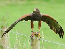 Falkeneringsäventyr för två i Wicklow