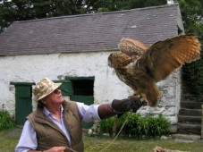 Falkeneringsäventyr för två i Wicklow