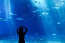 Visite de l'Aquarium de Paris - 2 billets enfants - (3-12 ans)