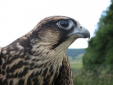 Falkeneringsäventyr för två i Wicklow