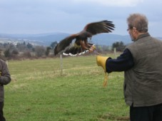 Falkeneringsäventyr för två i Wicklow