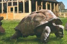 Billets pour Alligator Bay - Manche (50)