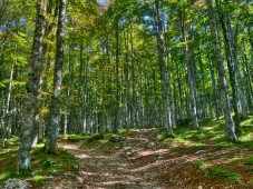 Passeggiata nella faggeta secolare (2 ore) & soggiorno 2 notti