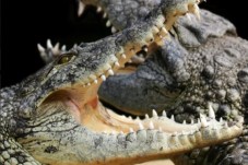 Billets pour Alligator Bay - Manche (50)