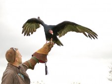 Privat falkeneringsäventyr för två i Wicklow