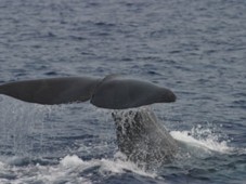 Whale Watching Genova Porto Antico