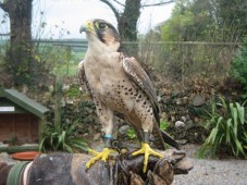 Privat falkeneringsäventyr för två i Wicklow