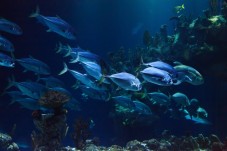 Visite de l'Aquarium de Paris - 2 billets enfants - (3-12 ans)