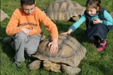 Billets pour Alligator Bay - Manche (50)