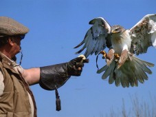Privat falkeneringsäventyr för två i Wicklow