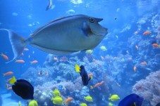 Visite de l'Aquarium SEA LIFE - Paris (77)