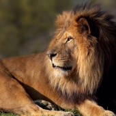 Visite du Parc Zoologique de Paris -2 Enfants- (3-12ans)