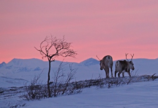 Upplevelser i  Norrland