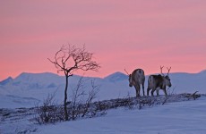 Upplevelser i Norrland